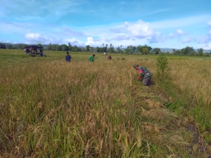 Babinsa Rindi Umalulu Dampingi Petani Panen Padi di Desa Wanga