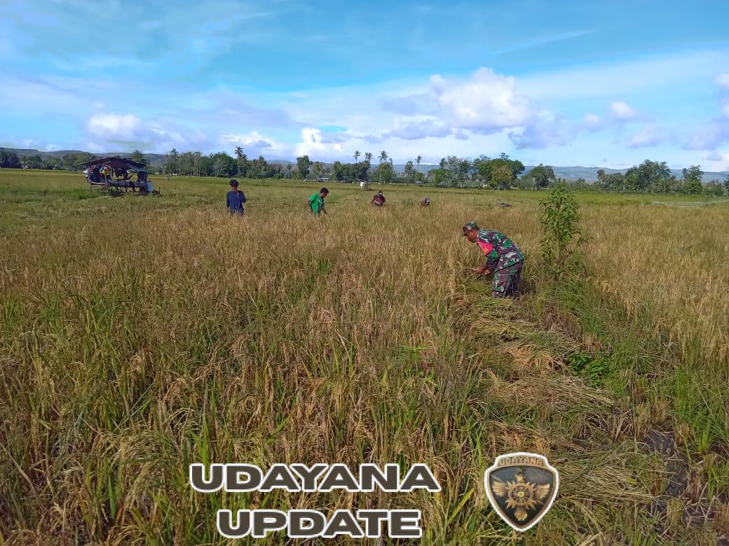 Babinsa Rindi Umalulu Dampingi Petani Panen Padi di Desa Wanga