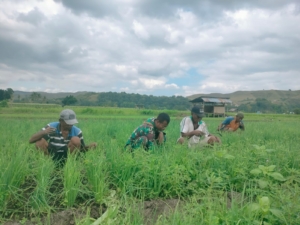 Wujud Kepedulian TNI, Babinsa Koramil 05/Waingapu Bantu Penyiangan Tanaman Bawang Merah