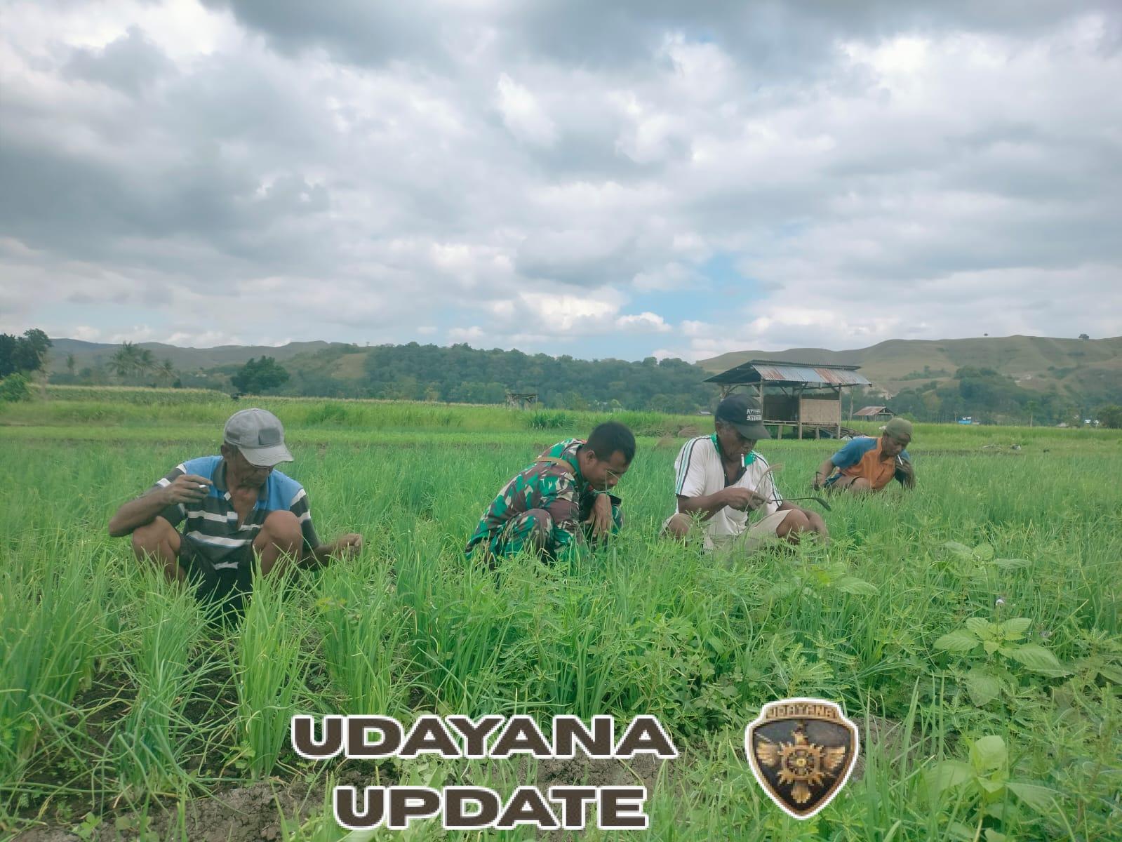 Wujud Kepedulian TNI, Babinsa Koramil 05/Waingapu Bantu Penyiangan Tanaman Bawang Merah