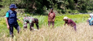 Babinsa Dampingi Warga Desa Dile Panen Padi, Tingkatkan Kualitas Hasil Pertanian