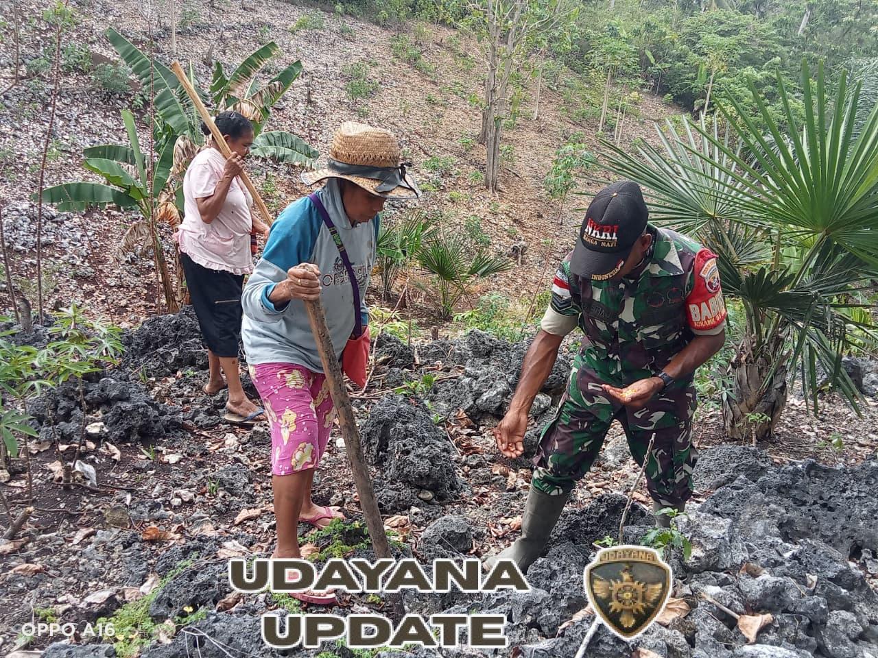 Lakukan Pendampingan, Babinsa Koramil Biudukfoho Bersama Petani Tanam Jagung
