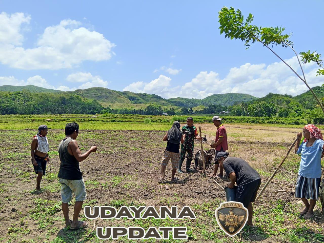 Babinsa Tabundung Bantu Petani Tanam Padi Ladang di Desa Karita