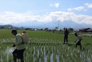 Optimalisasi Pertanian, Babinsa Lembor Terjun Langsung Dukung Penyemprotan Padi di Desa Siru