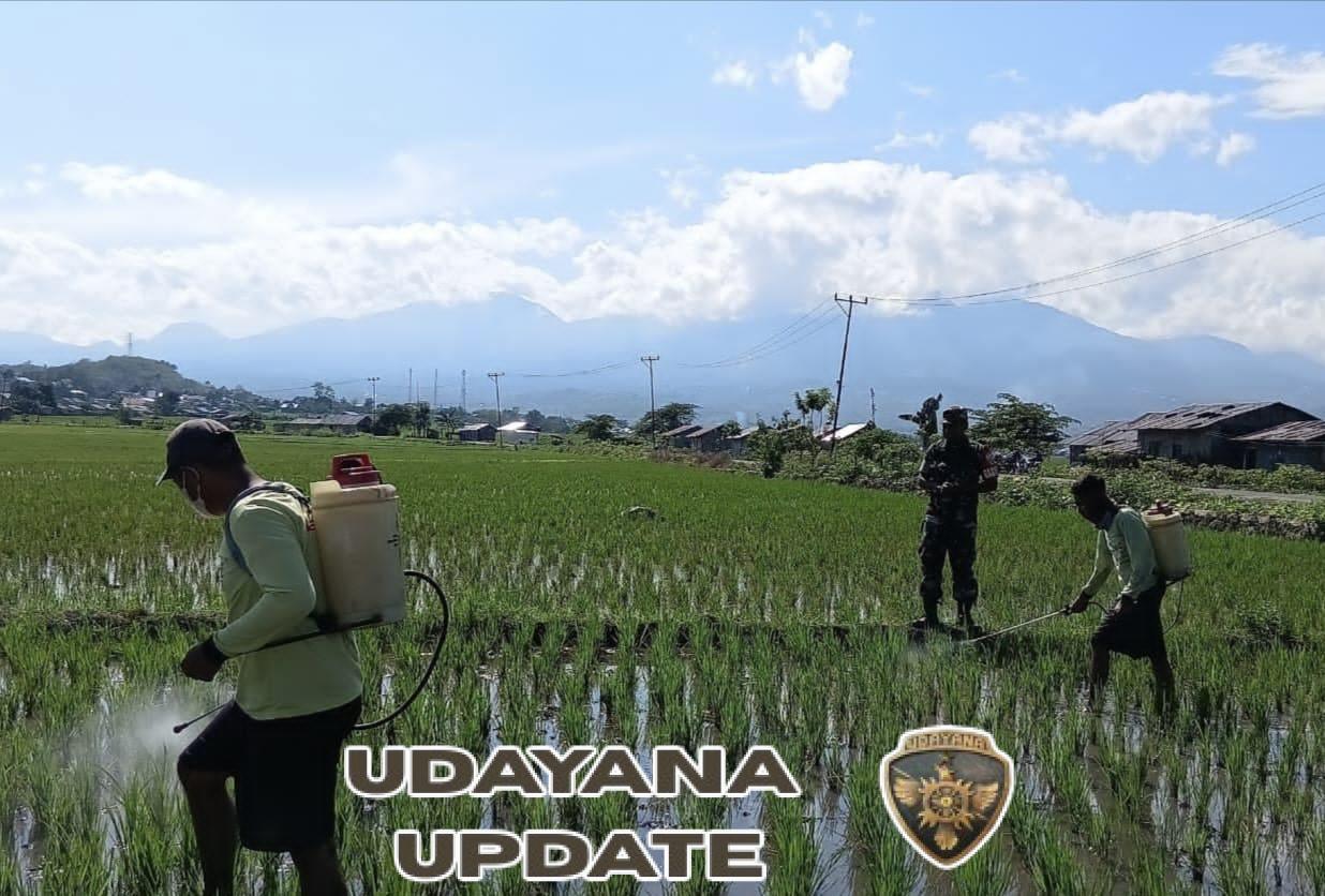 Optimalisasi Pertanian, Babinsa Lembor Terjun Langsung Dukung Penyemprotan Padi di Desa Siru