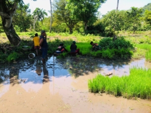 Babinsa Karera Bantu Petani Cabut Bibit Padi di Praimadita