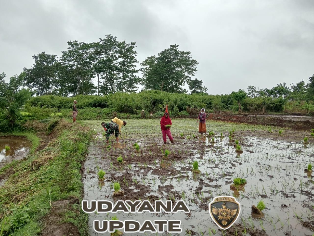 Babinsa Koramil 03/Katikutana Bantu Warga Tanam Padi di Desa Sambali Loku