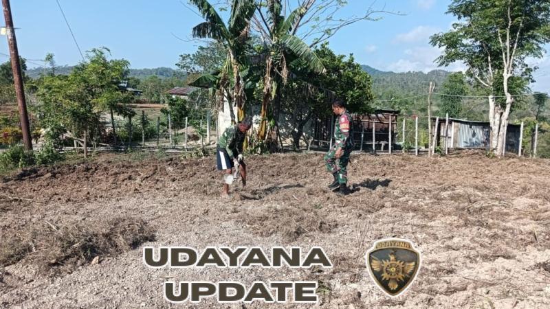 Bantu Petani Tanam Jagung, Babinsa Komitmen Dukung Peningkatan Ketahanan Pangan