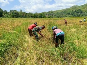 Babinsa Tabundung Dampingi Petani di Desa Billa Saat Panen Padi