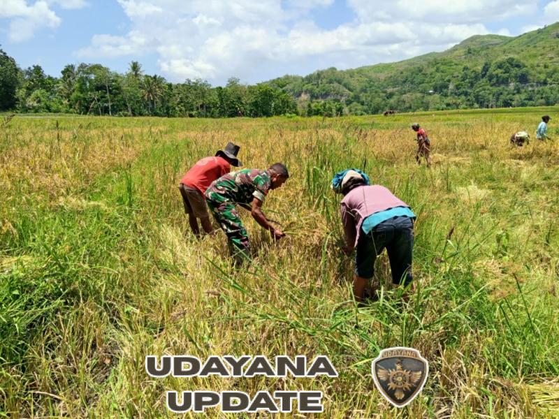 Babinsa Tabundung Dampingi Petani di Desa Billa Saat Panen Padi