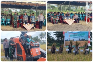 ‎Danramil Aikmel Hadiri Panen Raya Padi di Desa Pesiraman Kecamatan Lenek
