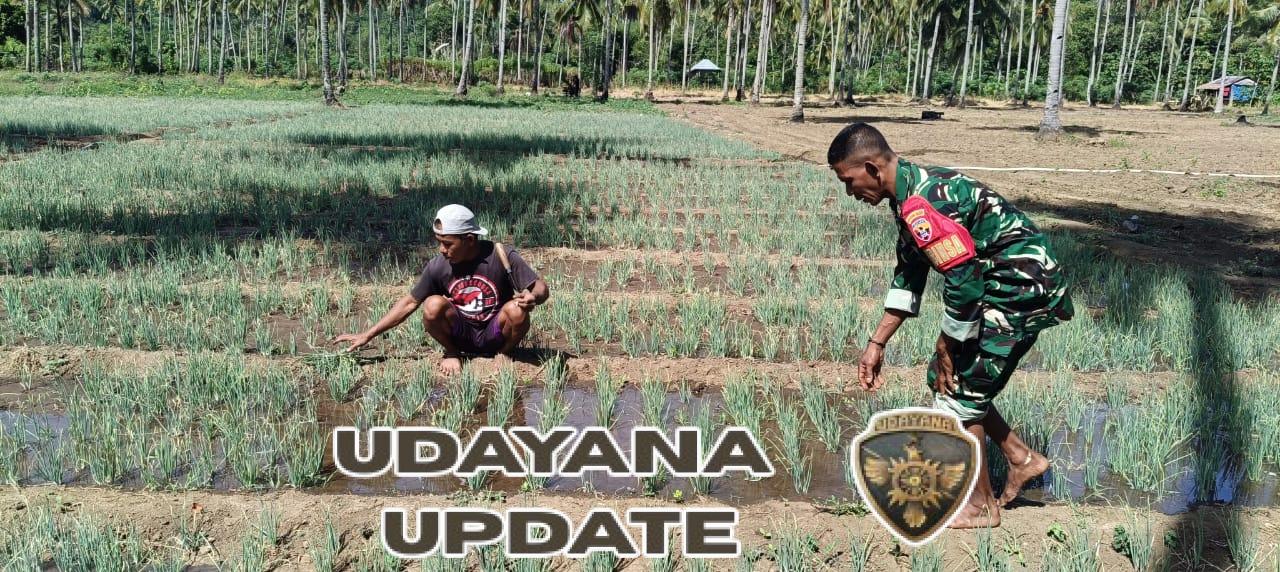 Babinsa Macang Pacar Dampingi Petani Bawang Demi Dukung Ketahanan Pangan