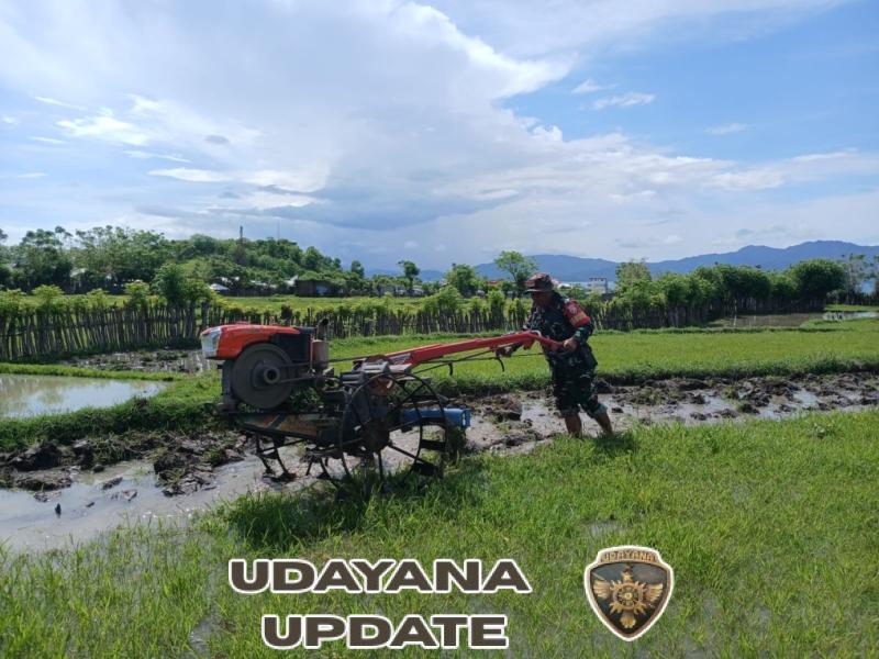 Babinsa Koramil 1614-03 Hu’u Dampingi Warga Bajak Sawah di Desa Daha