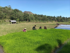 Babinsa Paga Dampingi Petani Bersihkan Gulma di Sawah Kaliwajo