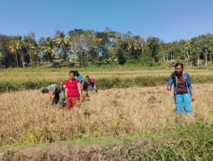 Babinsa Serka Muslih Bantu Warga Panen Padi di Desa Welibo