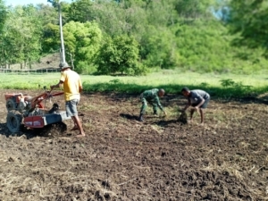 Dukung Ketahanan Pangan, Babinsa Dampingi Petani di Alor Timur Laut