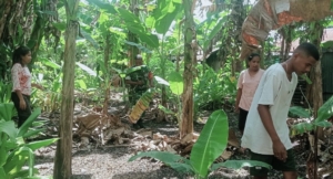 Babinsa Sertu Manuel Alves Turun Tangan Bantu Warga Bersihkan Kebun Pisang di Desa Matabesi