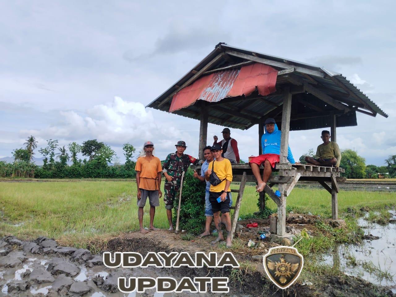 Babinsa Kandai Dua Gelar Komsos dan Bantu Warga Siapkan Lahan Sawah