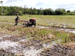 Babinsa Koramil 03/Pahunga Lodu Bantu Petani Olah Sawah dengan Menggunakan Traktor Modern
