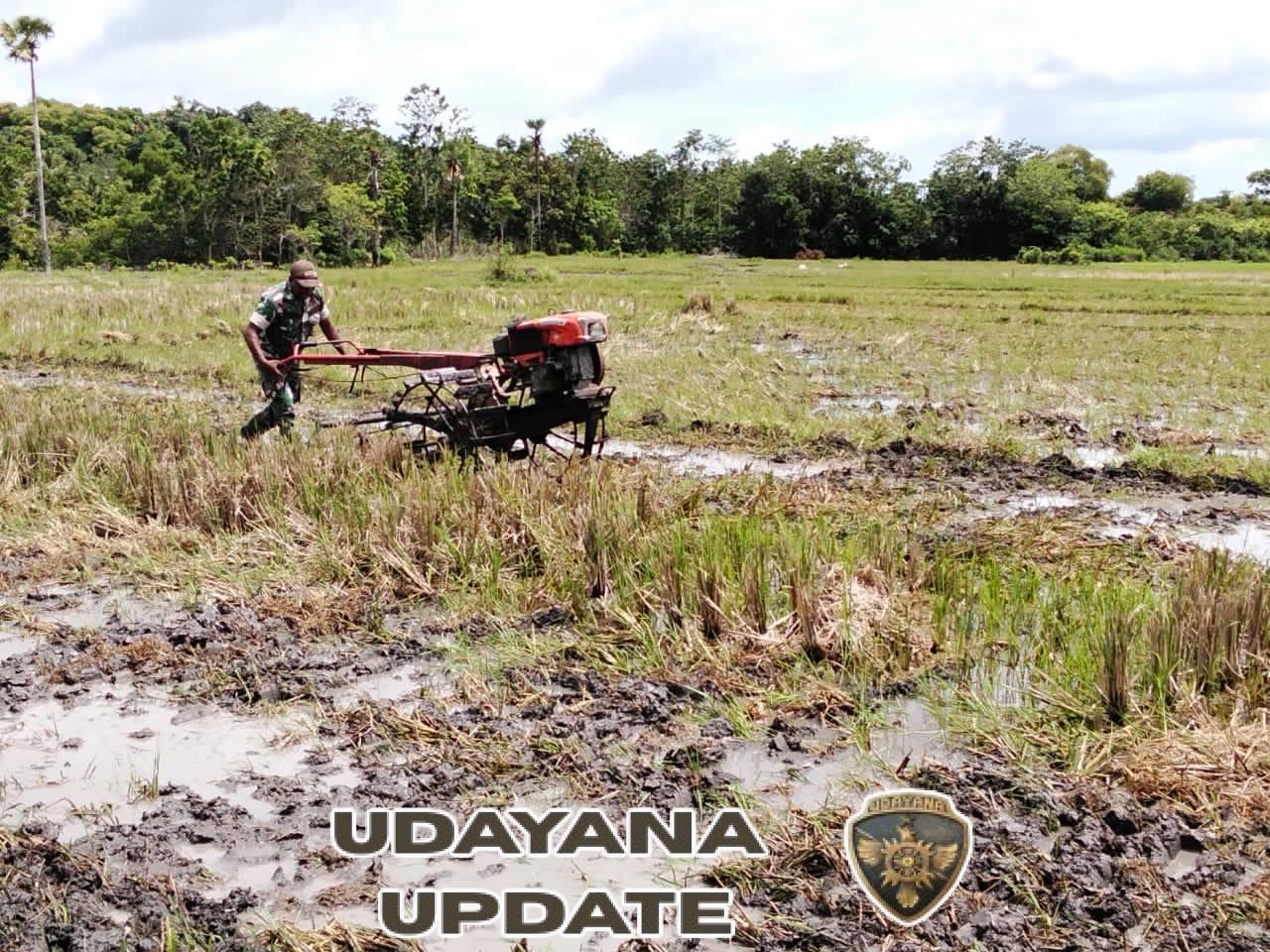Babinsa Koramil 03/Pahunga Lodu Bantu Petani Olah Sawah dengan Menggunakan Traktor Modern