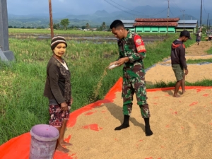 Babinsa Lembor Bantu Optimalkan Penjemuran Padi di Desa Siru