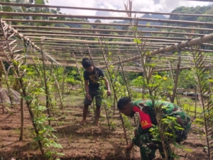 Dukung Ketahanan Pangan, Babinsa Koramil 1602-01/Ende Bantu Pemeliharaan Sayur di Watumere