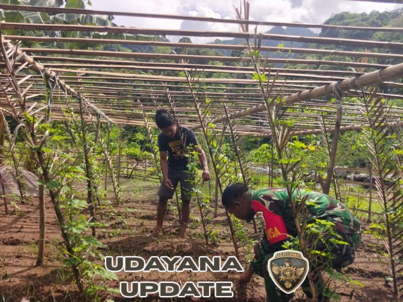 Dukung Ketahanan Pangan, Babinsa Koramil 1602-01/Ende Bantu Pemeliharaan Sayur di Watumere