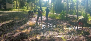 Babinsa Lewa Dampingi Petani Tanam Padi di Desa Bidipraing