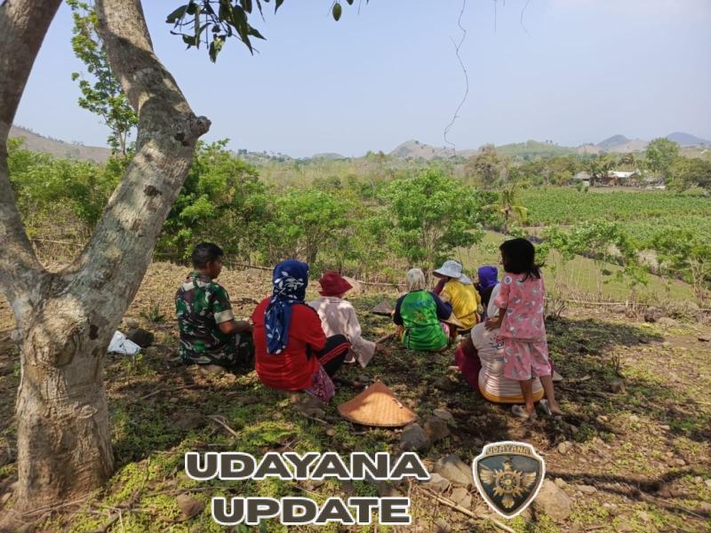 Babinsa Koramil 1614-03 Hu’u Dampingi Petani Woko Tanam Jagung