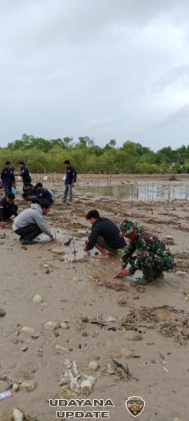 Sinergi Babinsa Mahasiswa Warga Tanam Mangrove Muara Abu