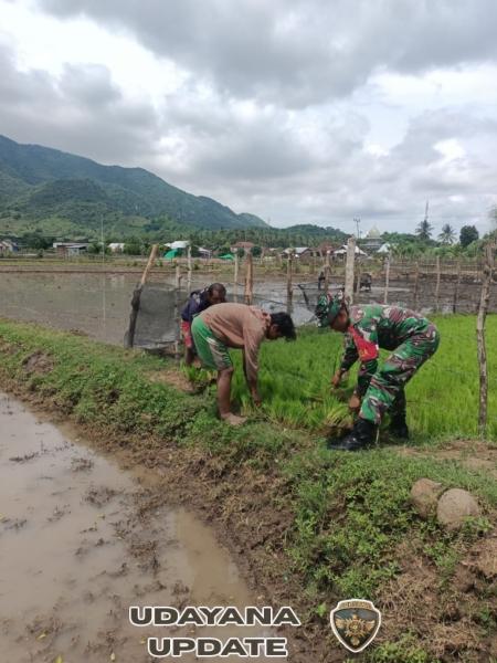 Babinsa Koramil Seteluk Dampingi Petani Tanam Padi, Dukung Ketahanan Pangan Nasional