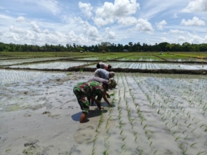 Semangat Kemanunggalan TNI–Rakyat, Babinsa Bersama Warga Tanam Padi di Oepuah Utara