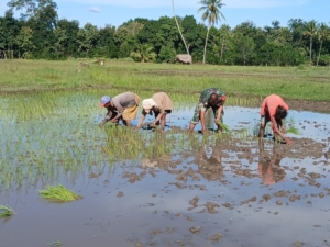 Babinsa Hadir di Petak Sawah, Kebersamaan Tumbuhkan Harapan Panen