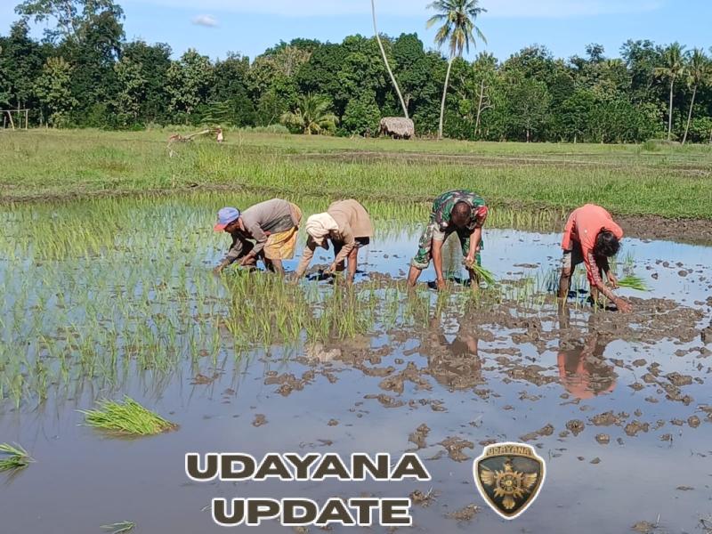 Babinsa Hadir di Petak Sawah, Kebersamaan Tumbuhkan Harapan Panen