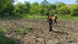 Babinsa Waingapu Dampingi Petani Tanam Jagung di Desa Kambatatana