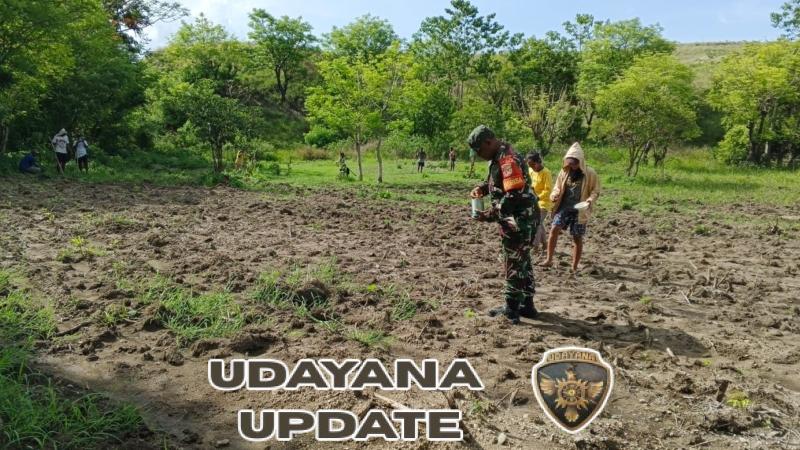 Babinsa Waingapu Dampingi Petani Tanam Jagung di Desa Kambatatana