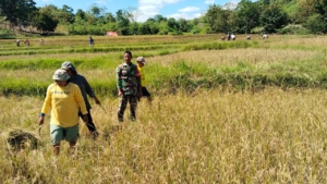 Aksi Nyata Babinsa: Sertu Husni Turun Sawah Bantu Petani Tanarighu Panen Padi