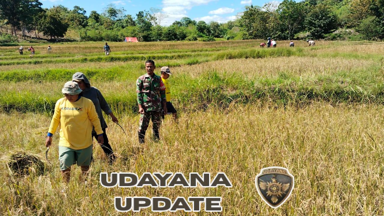 Aksi Nyata Babinsa: Sertu Husni Turun Sawah Bantu Petani Tanarighu Panen Padi