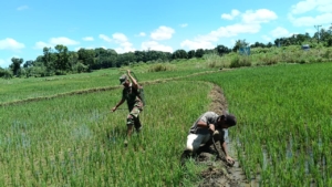 Babinsa Katikutana Aktif Dampingi Petani Perkuat Produksi Padi di Sumba Tengah
