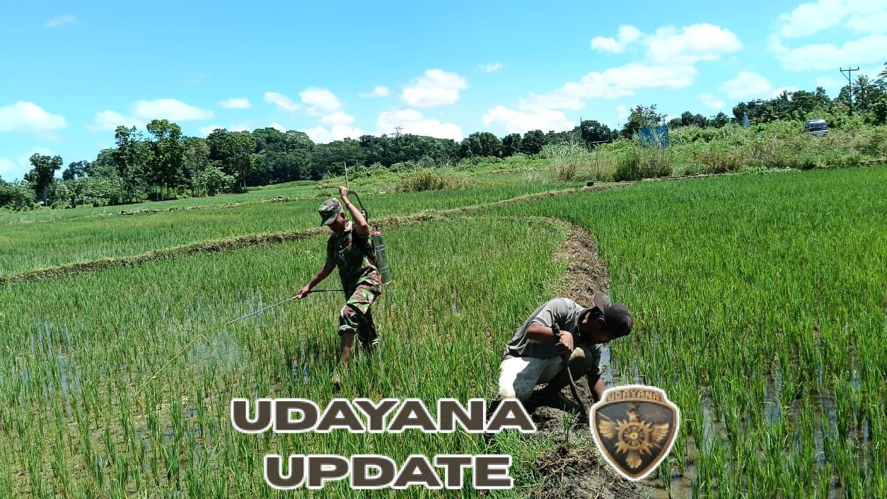 Babinsa Katikutana Aktif Dampingi Petani Perkuat Produksi Padi di Sumba Tengah