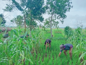Babinsa Sertu Jaharudin Komsos Sambil Bantu Bersihkan Rumput di Ladang Warga