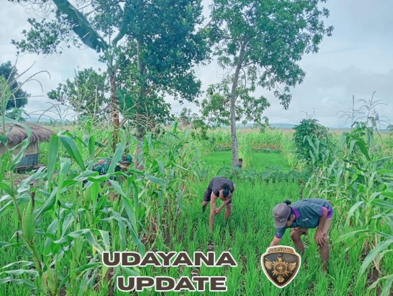 Babinsa Sertu Jaharudin Komsos Sambil Bantu Bersihkan Rumput di Ladang Warga