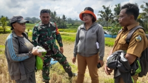 Babinsa Jehem Dampingi Penyerahan Obat Hama Tikus kepada Petani di Subak Umebile