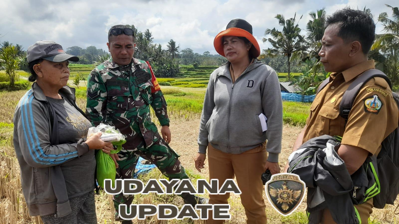 Babinsa Jehem Dampingi Penyerahan Obat Hama Tikus kepada Petani di Subak Umebile