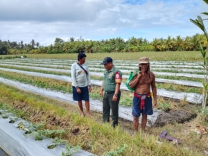 Babinsa Jembrana Turun ke Subak: Dengar Keluhan dan Motivasi Petani Semangka Demi Ketahanan Pangan.