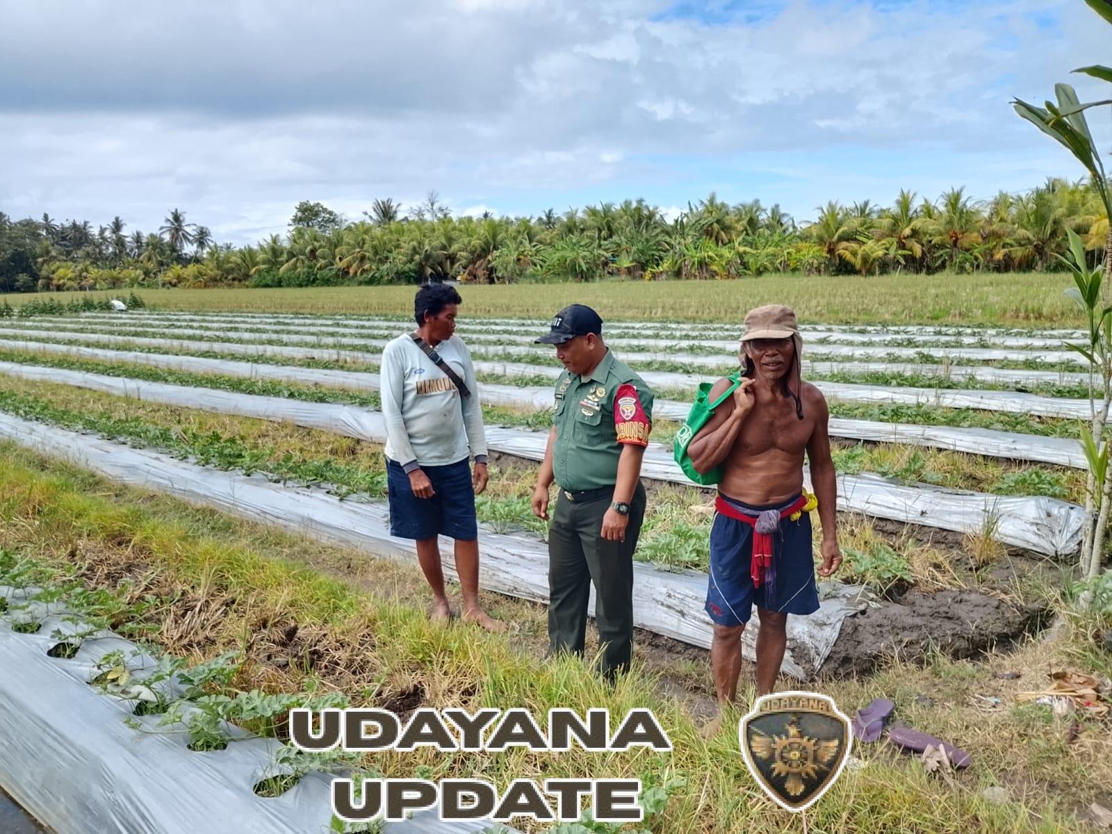 Babinsa Jembrana Turun ke Subak: Dengar Keluhan dan Motivasi Petani Semangka Demi Ketahanan Pangan.