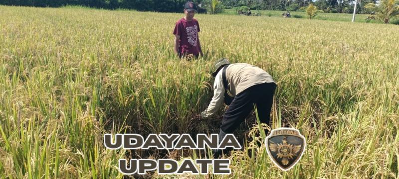Babinsa Desa Tukadaya Kawal Ketat Data Pangan Nasional: Aksi Ubinan Padi Inpari 32 di Jembrana