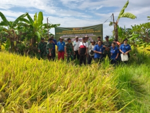 Koramil Dawan Ikut Serta Gerakan Panen Padi Bersama Di Subak Dawan