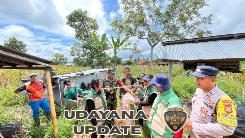 Wujud Nyata Sinergi Babinsa dan Masyarakat, Pendampingan Ubinan Jagung di Desa Landih Berjalan Lancar