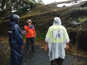 Babinsa Gerakan; Hujan Deras Dan Angin, Akibatkan Pohon Beringin Di Dusun Gunung Rata Tumbang